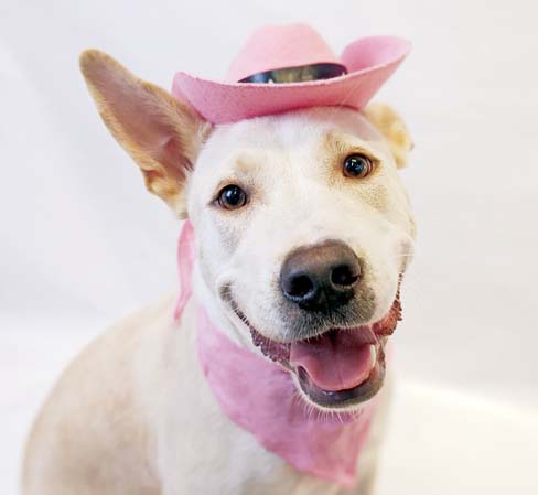 Pet of the Week